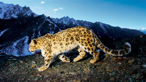 Prowling Snow Leopard Wallpapers Hd Wallpapers Id 10860