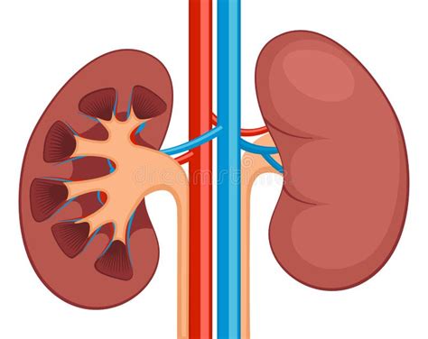Kidney Renal Flat Realistic Icon Human Kidney Anatomy Vector Organ