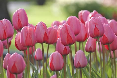 Tulip Pink Impression From Longfield Gardens Year Of The Tulip