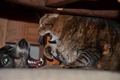 19 Photos Proving The War Between Cats And Dogs Is Eternal Realclear