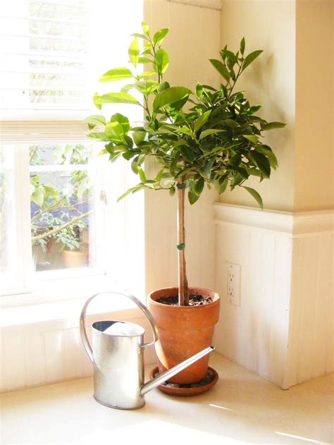 Tropical Plants How To Transition Indoors Indoor Garden