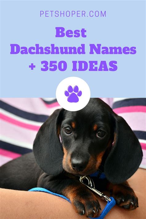 Dachshund Names Best 350 Ideas For Naming Your Dog Petshoper Dog