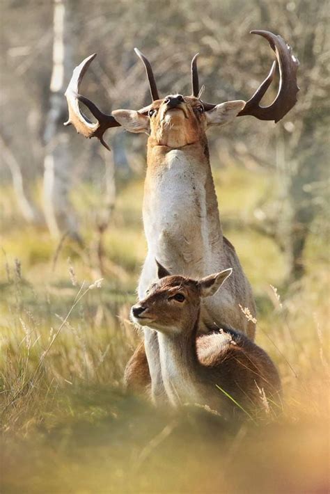 Mating Deer Deer Deer Photos Animals