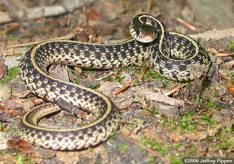 Eastern Garter Snake Thamnophis Sirtalis Sirtalis