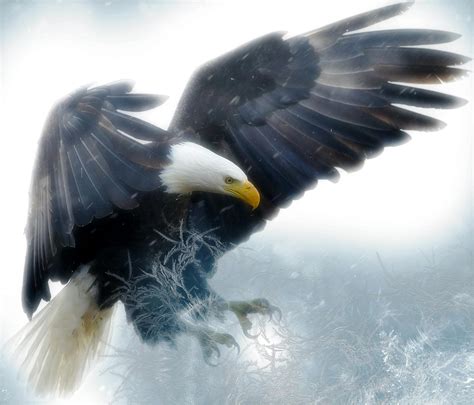 Top 97 Pictures American Bald Eagle Photos Full Hd 2k 4k 102023
