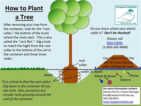 How To Plant A Tree Cacapon Institute