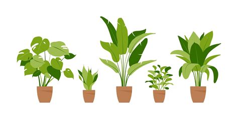 Potted Plants In Different Shapes And Sizes