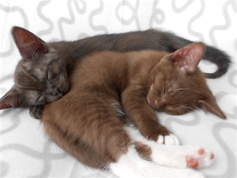 We did not find results for: Stunning brown girl kitten, cross bred Tiffany | Derby ...