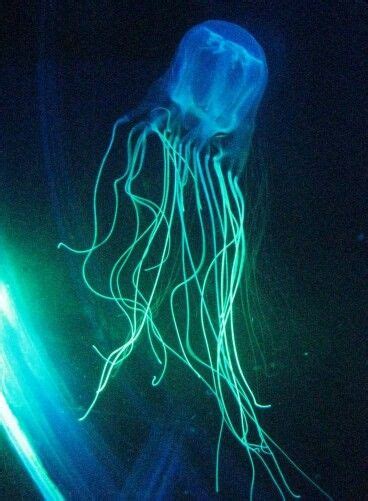 Australian Box Jellyfish Deadly Animals Top 10 Deadliest Animals
