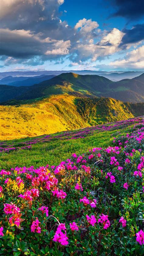 Wallpaper Slovenia 4k 5k Wallpaper Alps Meadows Azalea Mountains