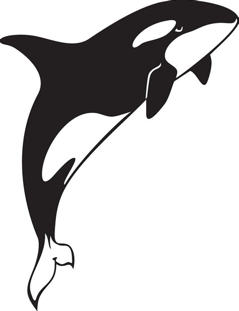 Killer Whale Jumping Orcinus Orca Vector Illustration 32461431