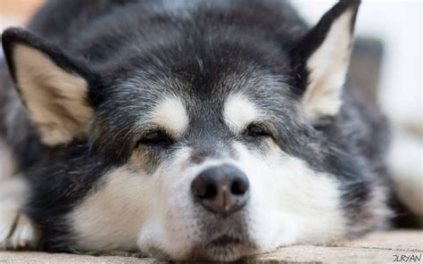 How Often Should You Feed An Alaskan Malamute Essential Guide