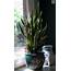 Grow Fresh Air At Home With Easy Indoor Plants  Housing News