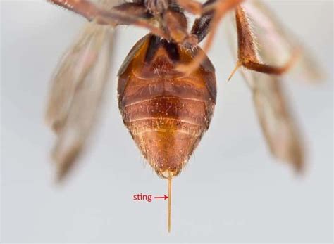 How To Treat A Paper Wasp Sting At Home How I Get Rid Of 2022
