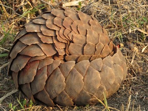 China Removes Pangolin Scales From Traditional Medicine List Nature