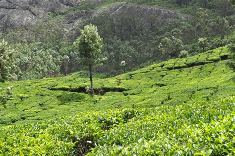 Parcourez 199 photos et images disponibles de tea plantation taiwan, ou lancez une nouvelle. Free photo: Tea Plantation - Green, Grow, Hillstation - Free Download - Jooinn