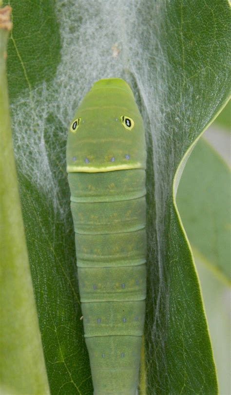 Eastern Tiger Swallowtail Caterpillar Photo By Alan Wiltsie