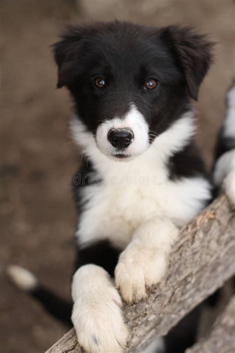 Cute Black And White Puppy Dog Stock Image Image Of Animal Looks