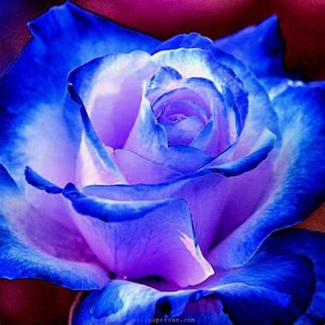30 Rare Seed Blues Blue Rose Seeds Perennial Authentic Etsy