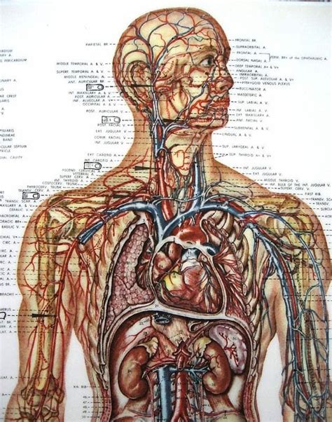 Get Anatomical Charts Of The Human Body Free Images Hot Sex Picture