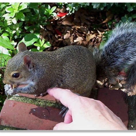 Pet Squirrel Information And Photos Thriftyfun