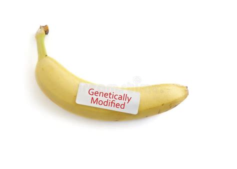 128 Genetically Modified Banana Stock Photos Free And Royalty Free