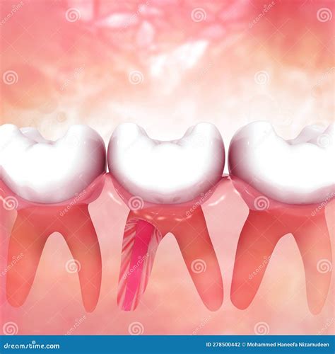 Human Tooth Anatomy Cross Section Stock Illustration Illustration Of