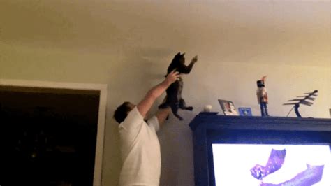 Fly Swatter Kitty  On Imgur