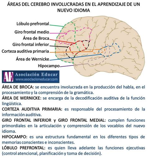 áreas del cerebro implicadas en el lenguaje Anatomia del cerebro humano Neurociencia Neurología