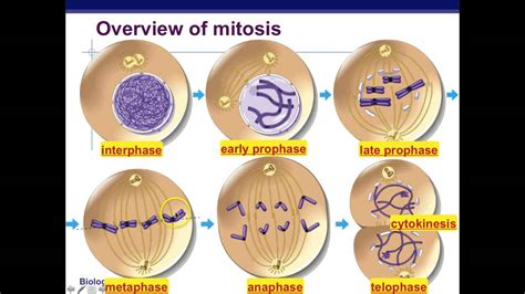 Animal Cell Mitosis Stages Labeled Labeled Mitosis Diagram