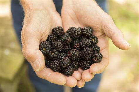 Blackberry Nutrition Facts, Calories, and Benefits