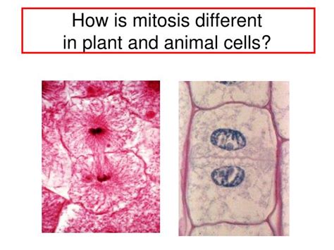 How Is Mitosis Different In Plants And Animals Plant Ideas