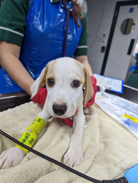 Rspca Appeal For Help After Third Litter Of Pups With Parvovirus Dumped