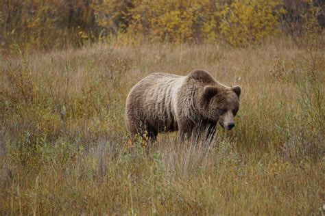 Brown Grizzly Bear In North America Stock Photo Image Of Wild Yellow