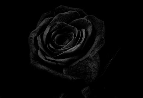ภาพดอกกุหลาบสีดำที่สวยงาม Cungdaythang พอร์ทัลข่าวประเทศไทยออนไลน์