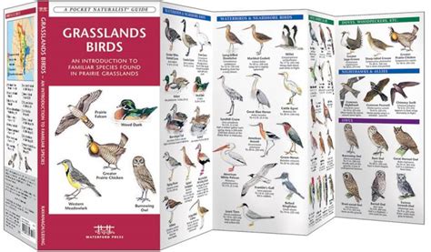 Grassland Birds Pocket Naturalist Guide