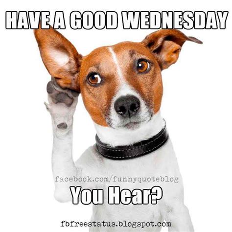 Happy Wednesday Dog Meme