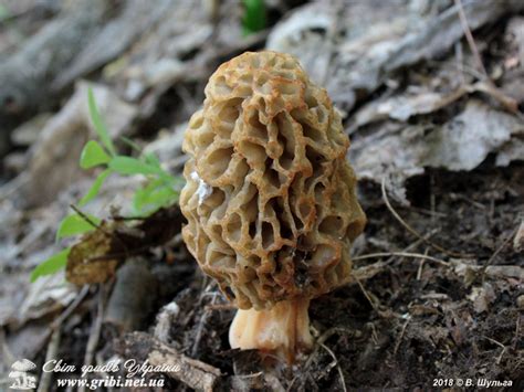 Світ грибів України » Morchella esculenta