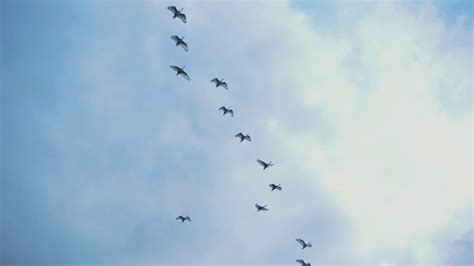 A Flock Of Birds Flies Across The Blue Sky On Sunny Bright Day Animals