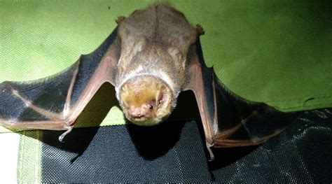 Sc Bat Week Educates On Declining Bat Population Carolina News And Reporter