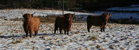 Highland Cattle In The Snow Scotland Highlands Highland Cattle Scotland