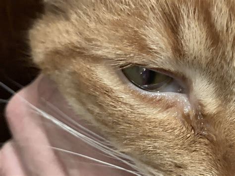 Whats Wrong With My Cats Eye Details And Photos In Post Raskvet