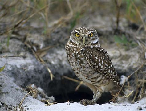 Dendroica Canada Burrowing Owl Athene Cunicularia