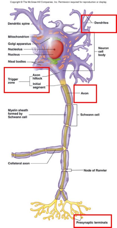 Nerve Cell Anatomy