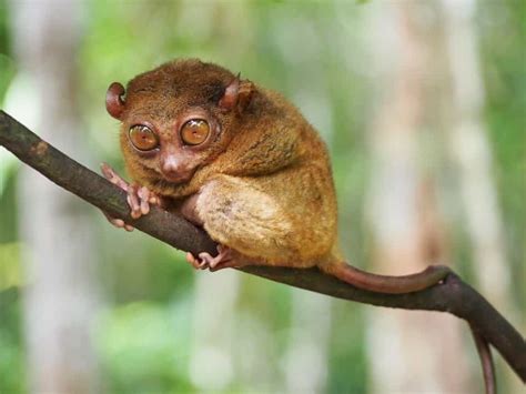 8 Cute Small Monkey Breeds Some Can Be Pets Tinyphant