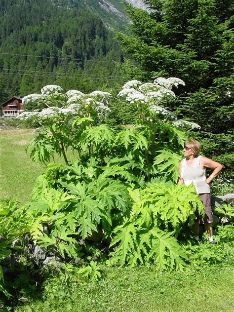 Le piante velenose sono presenti in natura e si trovano in abbondanza anche nel nostro paese. Scheda IPFI, Acta Plantarum | Botanica, Schede