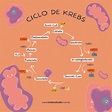 Ciclo de Krebs: entenda como ocorrem reações desse evento bioquímico