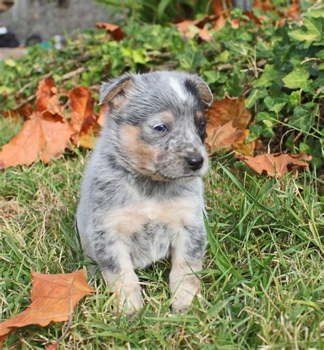 Queensland Heeler Puppy Dogs For Sale In Ventura County