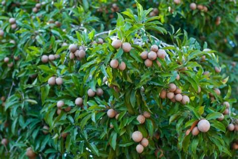Growing Sapodilla Tree And Care How To Grow A Sapodilla Tree
