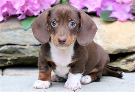 Take a look at our availabe pups & adopt your very own dachshund puppy today! Miniature Dachshund Puppies For Sale | Puppy Adoption ...